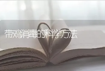 带鸡消毒的科学方法