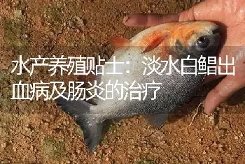 水产养殖贴士：淡水白鲳出血病及肠炎的治疗