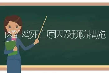 肉雏鸡死亡原因及预防措施