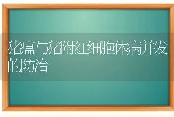 猪瘟与猪附红细胞体病并发的防治