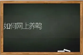 如何网上养鸭