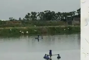 从一例对虾黄鳃、黑鳃成功治疗案例浅谈如何进行虾病的诊断与治疗