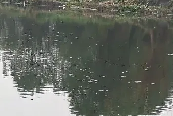 这两天降温要注意了,池塘浮头死鱼都有可能