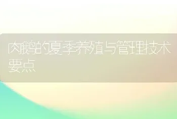 肉鹅的夏季养殖与管理技术要点