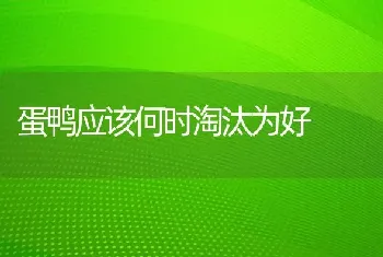 蛋鸭应该何时淘汰为好