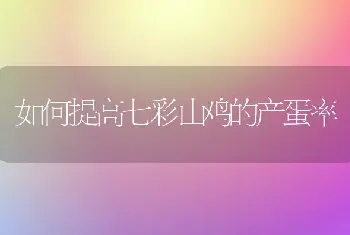 如何提高七彩山鸡的产蛋率