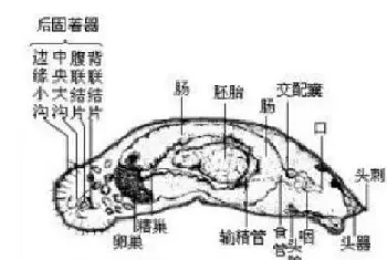 这种寄生虫种类多,危害大,看看老养殖户是如何防范它！