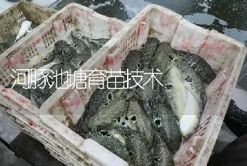 河豚池塘育苗技术