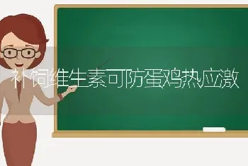 补饲维生素可防蛋鸡热应激