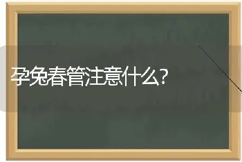 孕兔春管注意什么?