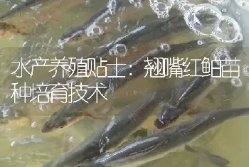 水产养殖贴士：翘嘴红鲌苗种培育技术