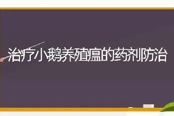 治疗小鹅养殖瘟的药剂防治