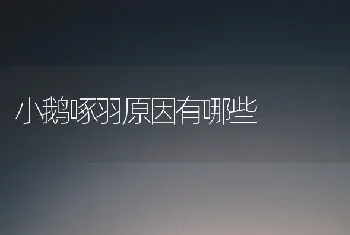 小鹅啄羽原因有哪些