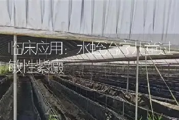 临床应用：水蛭治疗儿童过敏性紫癜