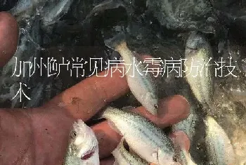 加州鲈常见病水霉病防治技术