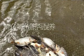 鲤鱼鲫鱼能否混养