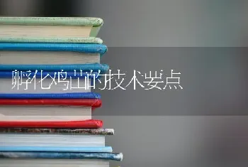 孵化鸡苗的技术要点