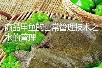 商品甲鱼的日常管理技术之水的管理