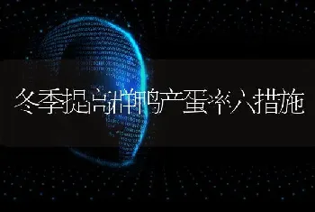 冬季提高群鸭产蛋率六措施