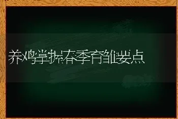 养鸡掌握春季育雏要点