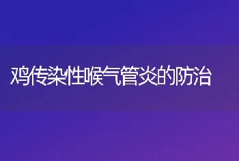 鸡传染性喉气管炎的防治