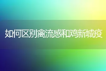 如何区别禽流感和鸡新城疫