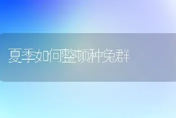 夏季如何整顿种兔群