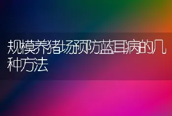 规模养猪场预防蓝耳病的几种方法