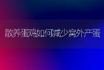 散养蛋鸡如何减少窝外产蛋