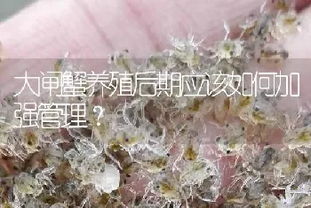 大闸蟹养殖后期应该如何加强管理?