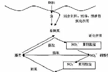 水生动物氨氮、亚硝酸盐中毒死亡频发,但盲目心急也于事无补,快来看正确的解决方案