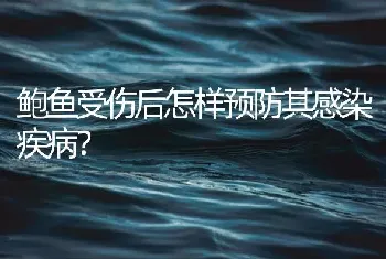 鲍鱼受伤后怎样预防其感染疾病?