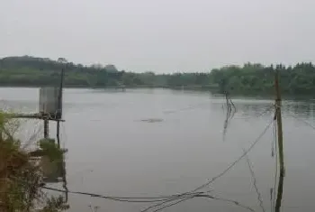 一例治疗鲤鱼死亡案例分享