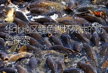 华北地区鲤鱼鳃坏死病的防治探索