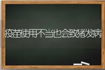 疫苗使用不当也会致猪发病