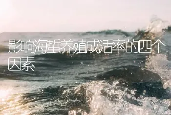 影响海蜇养殖成活率的四个因素