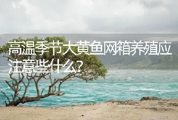 高温季节大黄鱼网箱养殖应注意些什么?