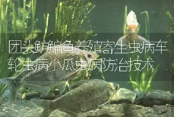 团头鲂鳊鱼养殖寄生虫病车轮虫病小瓜虫病防治技术