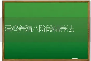 蛋鸡养殖八阶段精养法