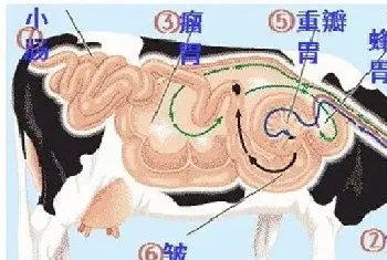 牛反刍的特点及注意事项