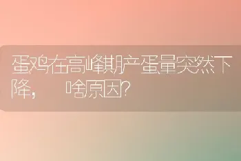 蛋鸡在高峰期产蛋量突然下降, 啥原因?