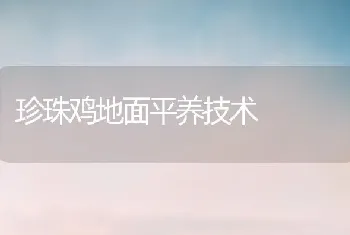 珍珠鸡地面平养技术