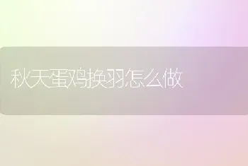 秋天蛋鸡换羽怎么做