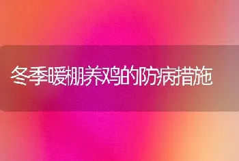 冬季暖棚养鸡的防病措施