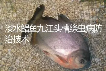 淡水鲳鱼九江头槽绦虫病防治技术