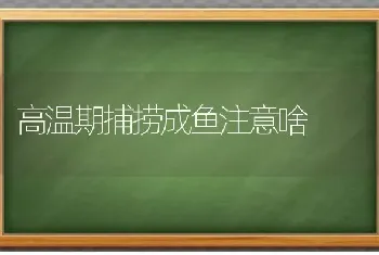 高温期捕捞成鱼注意啥