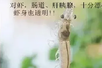 对虾为何死?之肠道死法！