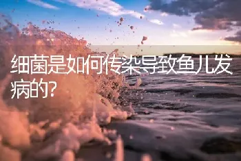 细菌是如何传染导致鱼儿发病的?