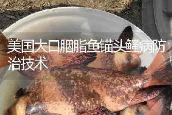 美国大口胭脂鱼锚头鳋病防治技术