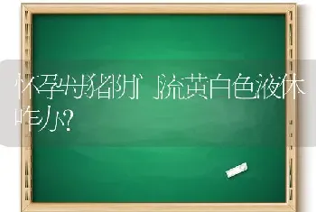 怀孕母猪阴门流黄白色液体咋办?